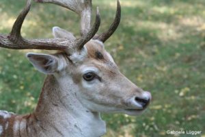 Reh im Käfertaler Wald