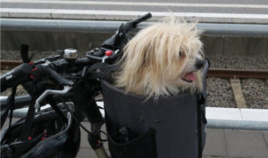 Fahrradhundekorb