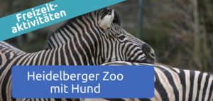 Heidelberger Zoo mit Hund