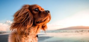 Hund sicher transportieren