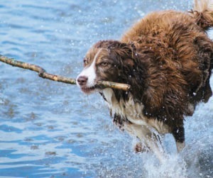 FB Hund beschäftigen