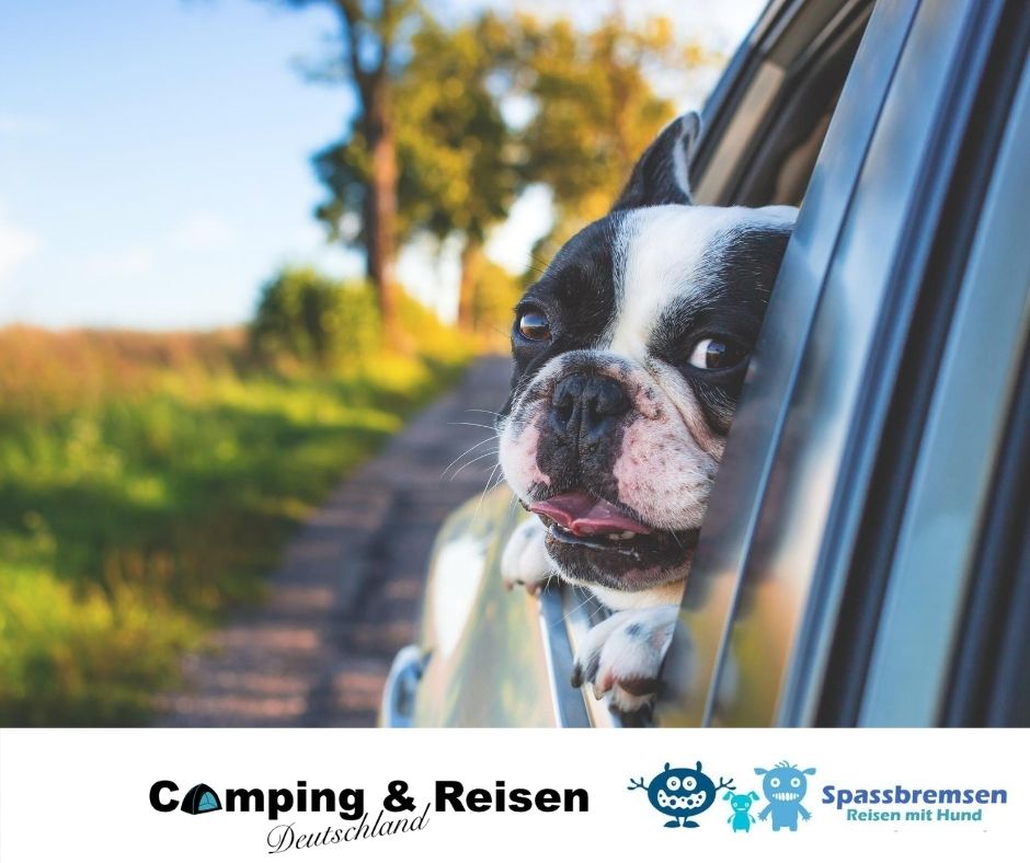 So kannst du deinen Hund sicher im Auto transportieren