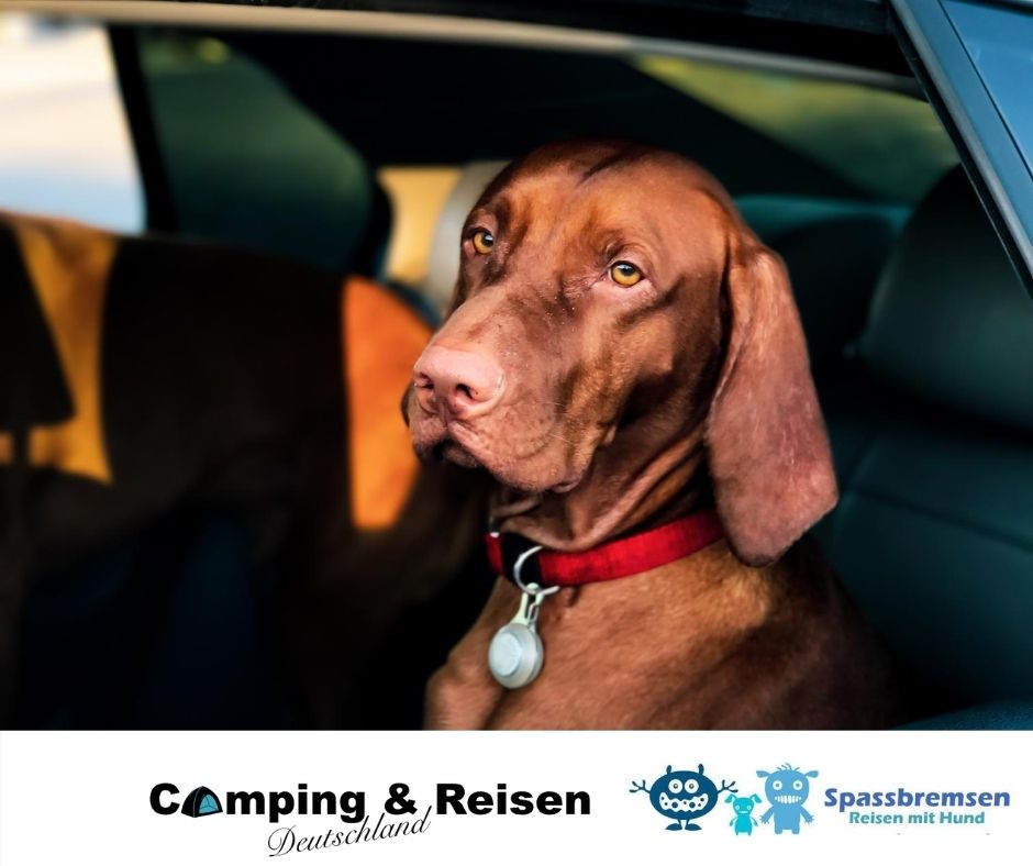So kannst du deinen Hund sicher im Auto transportieren
