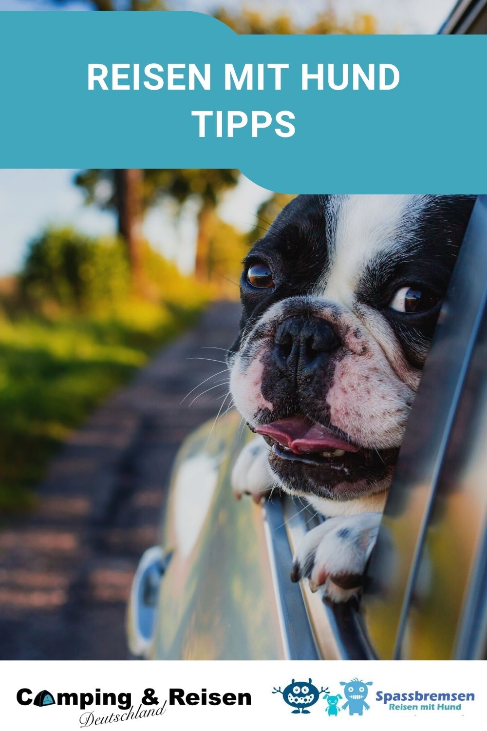 Reisen mit Hund Tipps