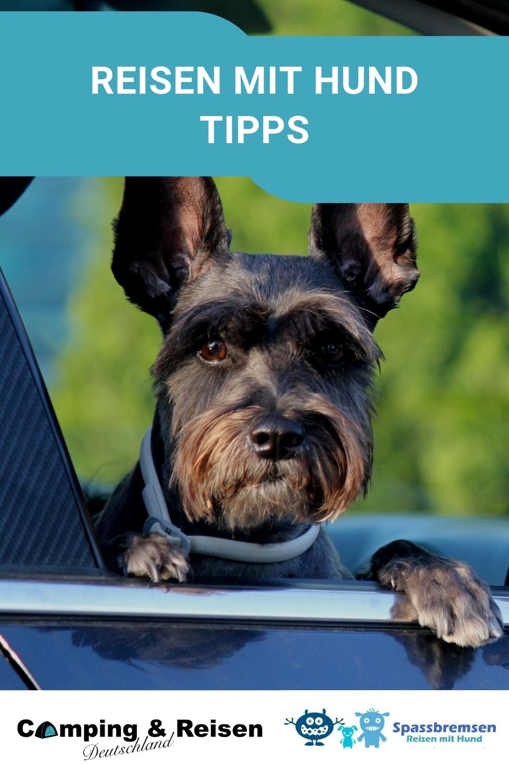 Reisen mit Hund Tipps