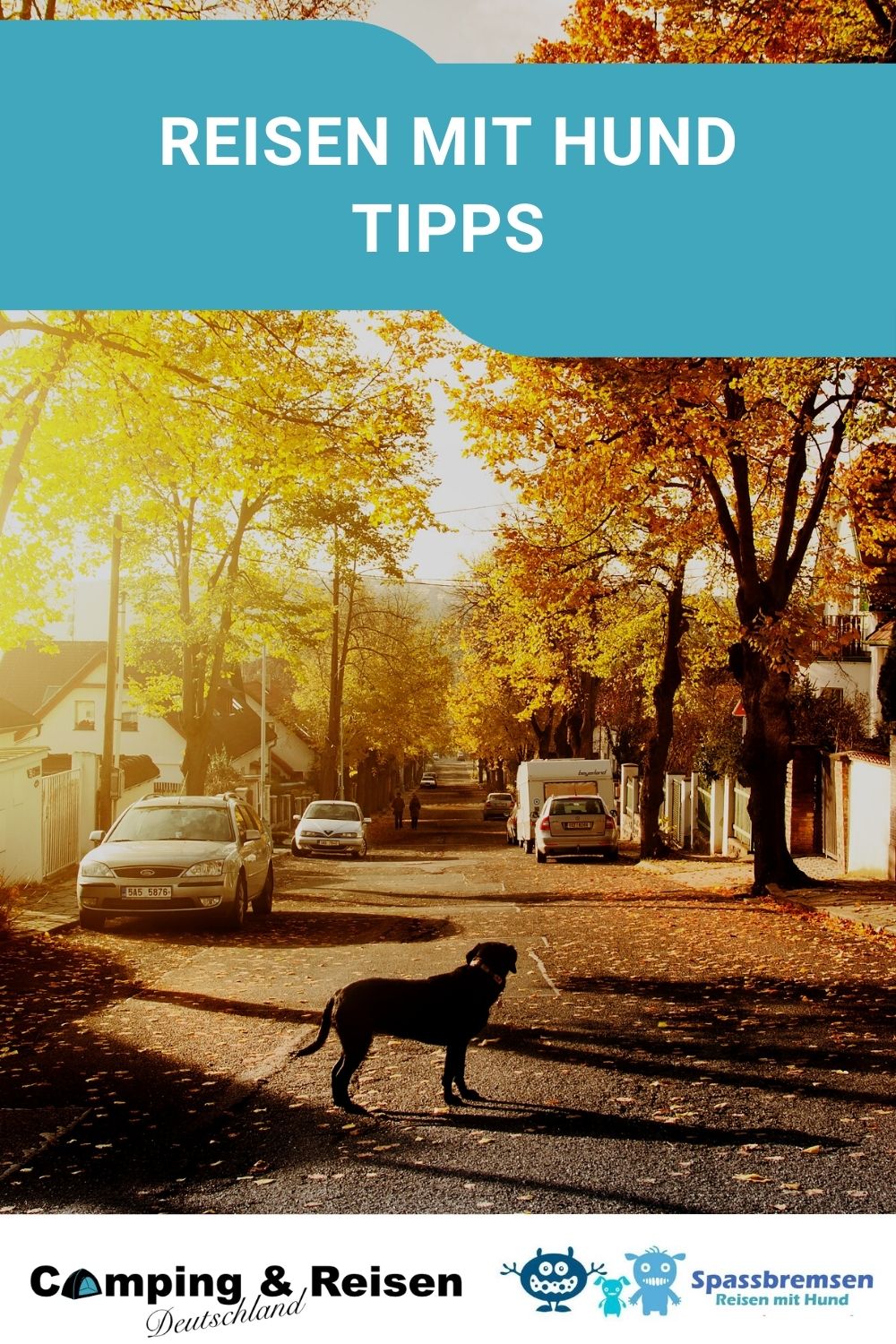 Reisen mit Hund Tipps