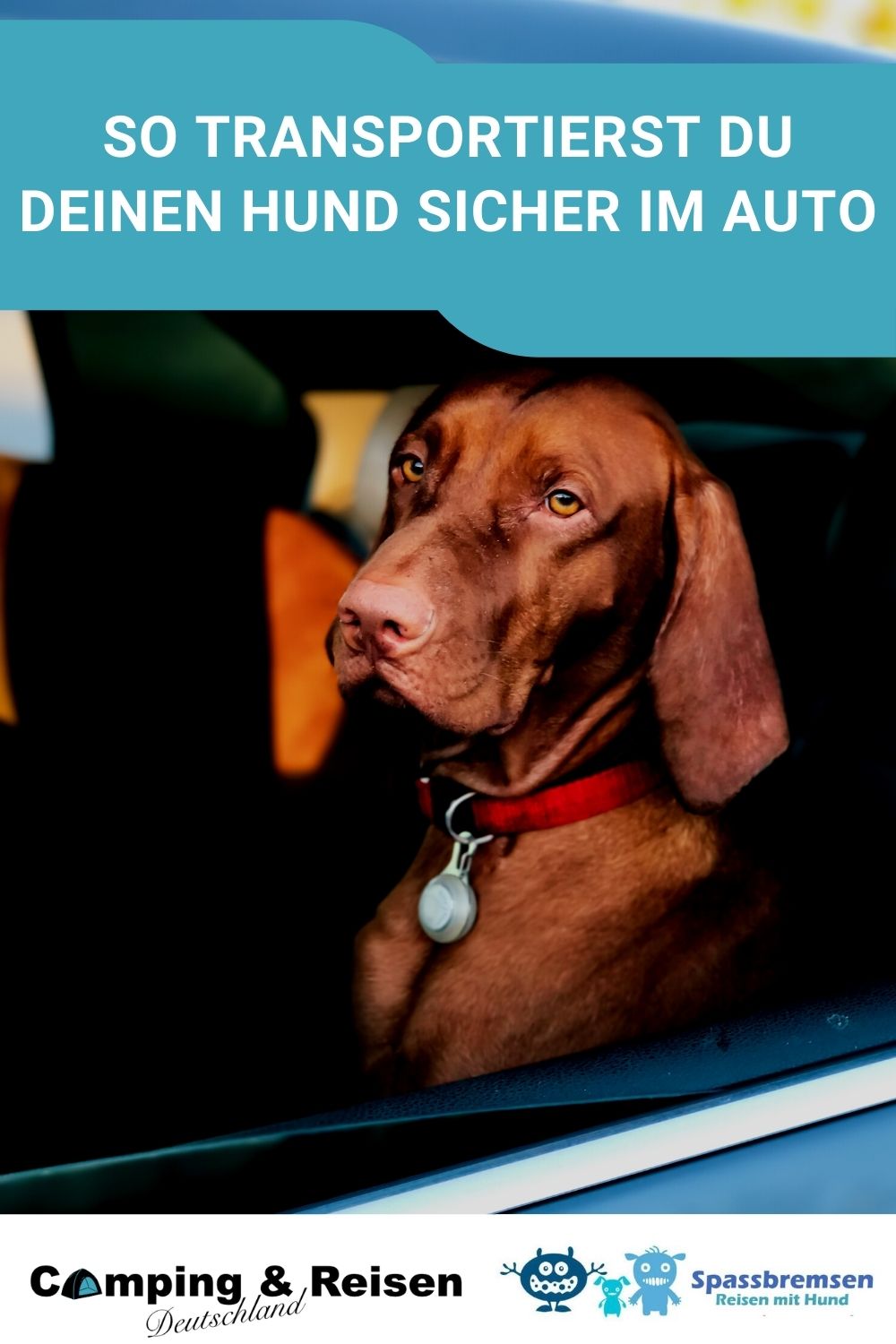 So kannst du deinen Hund sicher im Auto transportieren