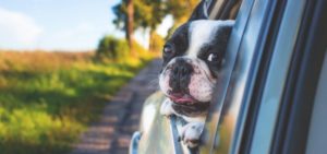 Reisen mit Hund mit Auto